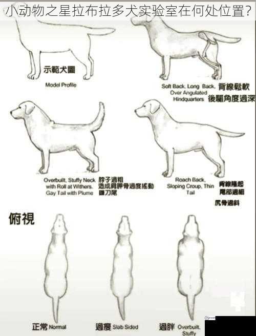 小动物之星拉布拉多犬实验室在何处位置？