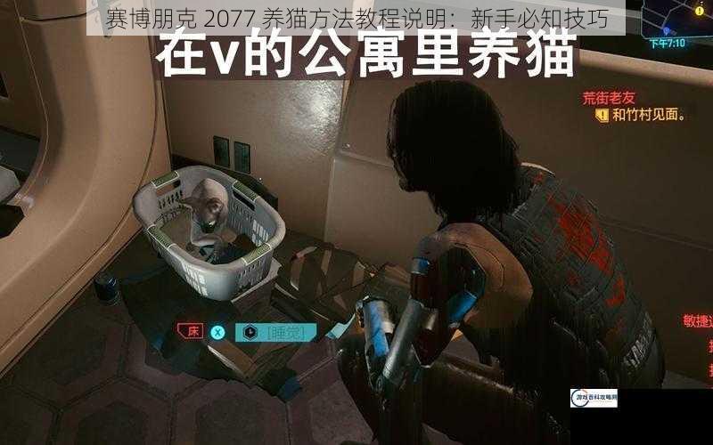 赛博朋克 2077 养猫方法教程说明：新手必知技巧